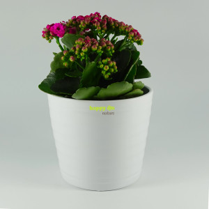 Set4 4 teilig für Erdpflanzen Blumentopf Keramik Maui 13/12 weiss Ø 16 cm H 13,5 cm + Kulturtopf + Wasserstandsanzeiger + Langzeitsubstrat