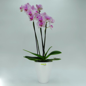 Set6 6 Keramik Blumentopf Rhodos f&uuml;r Orchideen weiss H 17 cm
