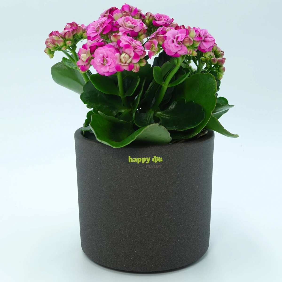 Set3 Keramik Hydro Blumentopf Madeira 09/07 grau +...