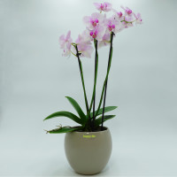 Set4 für Orchideen Keramik Blumentopf Pisa rund sand beige Ø 16 cm H 13.5 cm + 2 Clips
