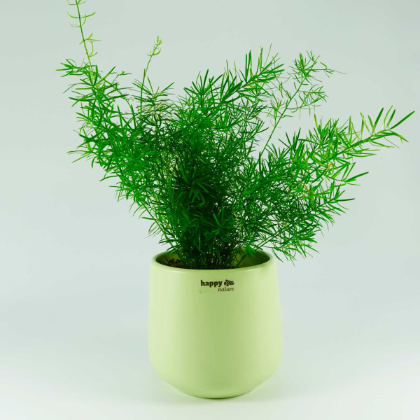 6er Set Blumentopf Sylt in mint grn, 47,99