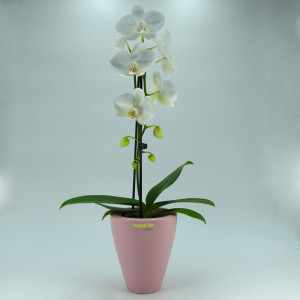 B Ware Keramik Blumentopf Rhodos f&uuml;r Orchideen silver pink H 17 cm