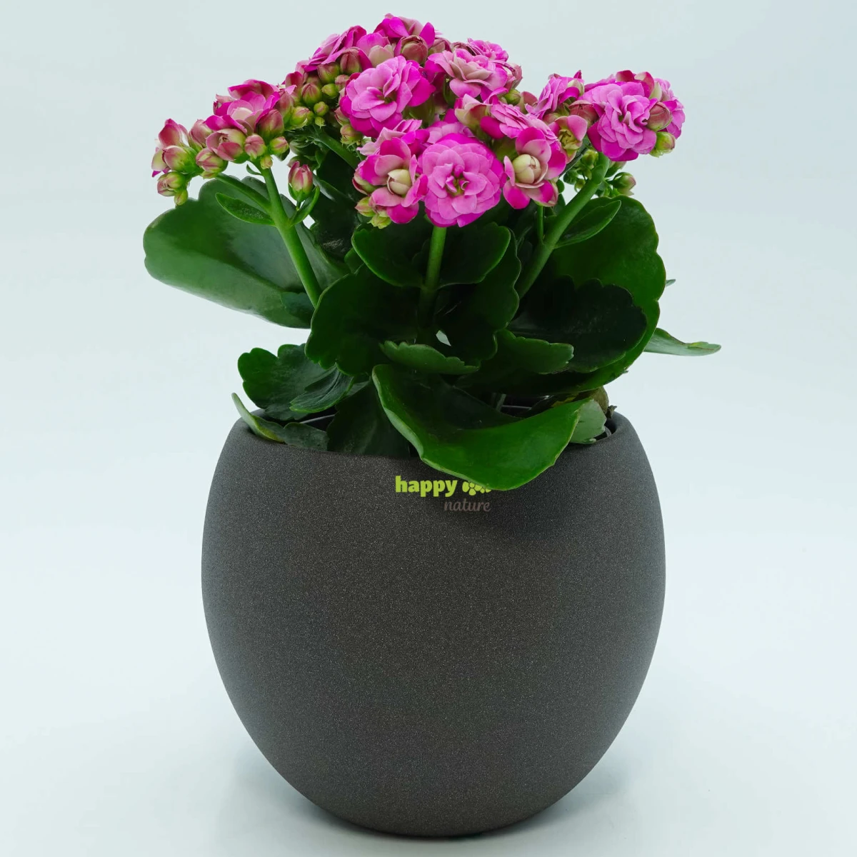 Keramik Blumentopf Madeira dunkel grau struktur Kugel...