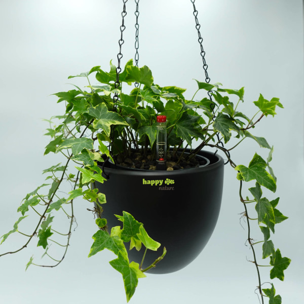 Keramik Blumenampel Venus anthrazit, 15,99