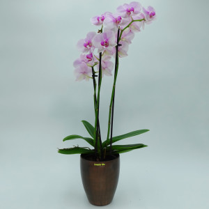 Set2 2 x Keramik Orchideen Blumentopf Bali H 16,5 cm...
