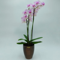 Set9 Keramik Orchideentopf Bali H 16,5 cm Ø 12,5 cm in Holzdekor + Kulturtopf
