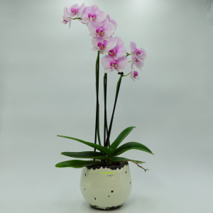 Set 2-teilig Keramik Blumentopf Kos altweiß Orchideen