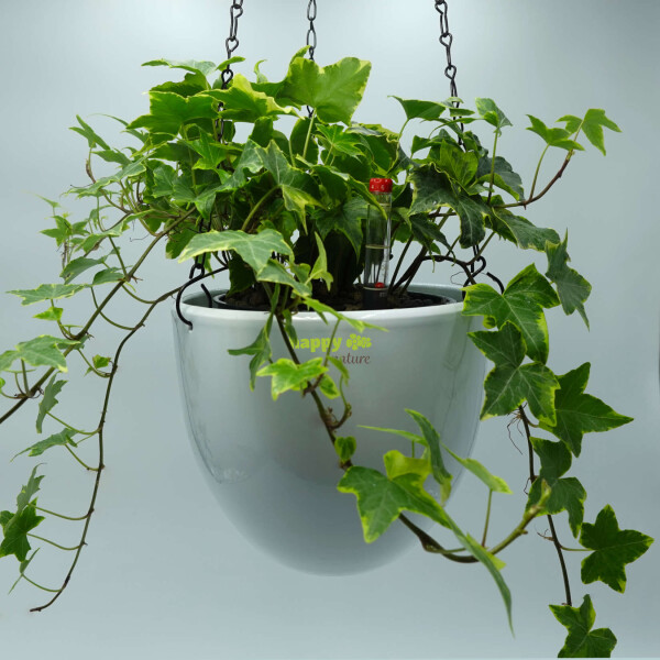 Blumenampel für Hydropflanzen aus Keramik, weiss 3 teiiges Sparangebo, 21,49 €