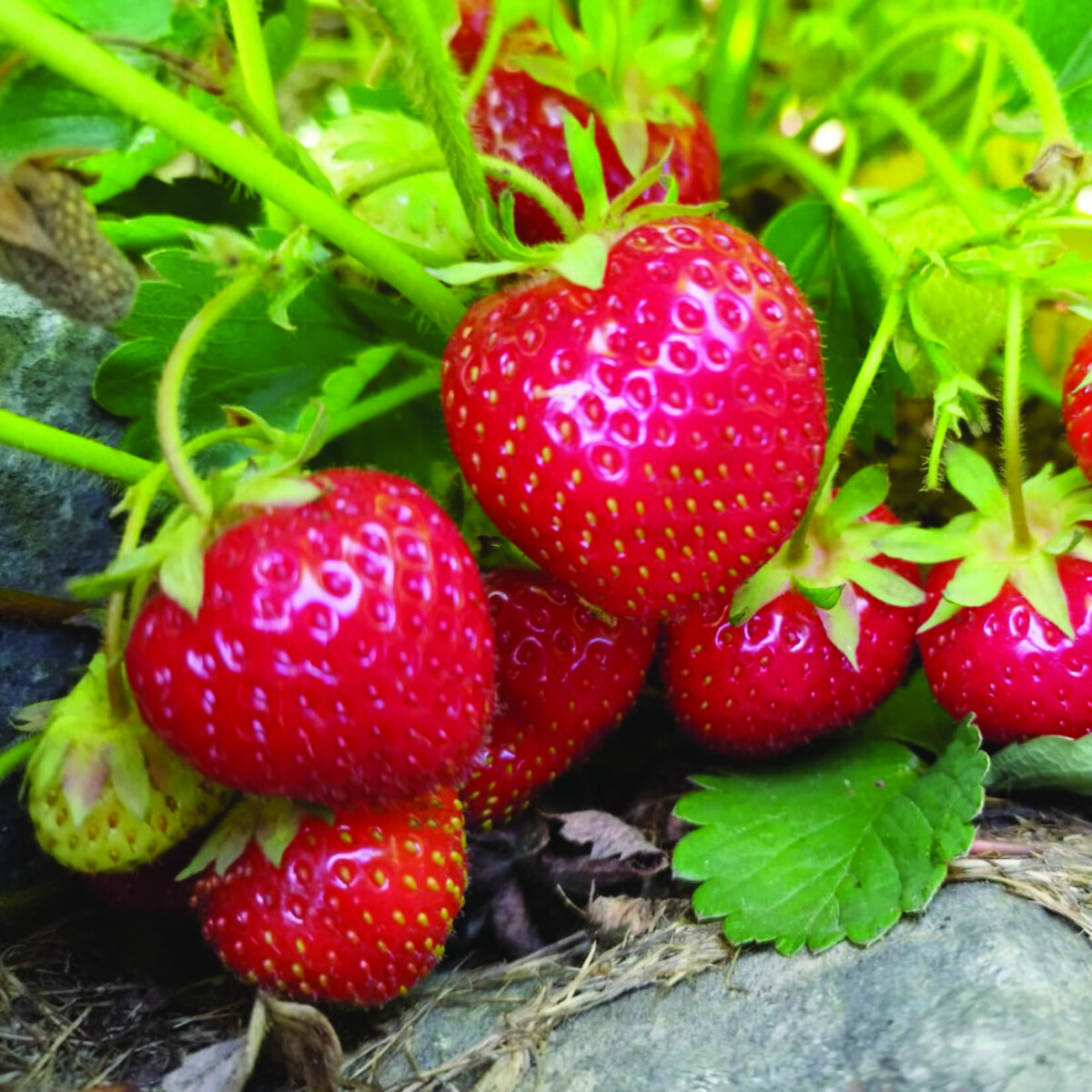 Robuste Erdbeerpflanzen für Garten Hochbeet Balkon